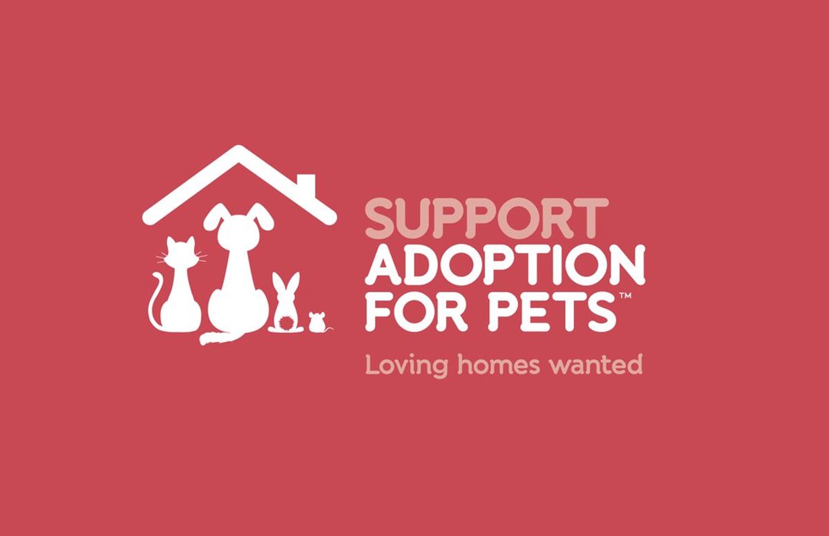 The Importance Of Adopting Animals