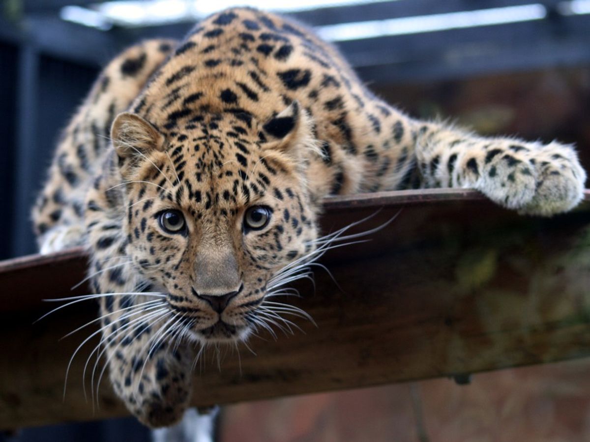 5 Endangered Animals Too Cute To Go Extinct