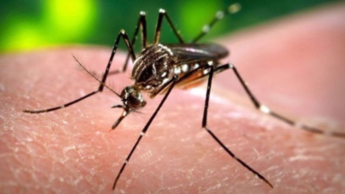 Zika In The US: What You Need To Know