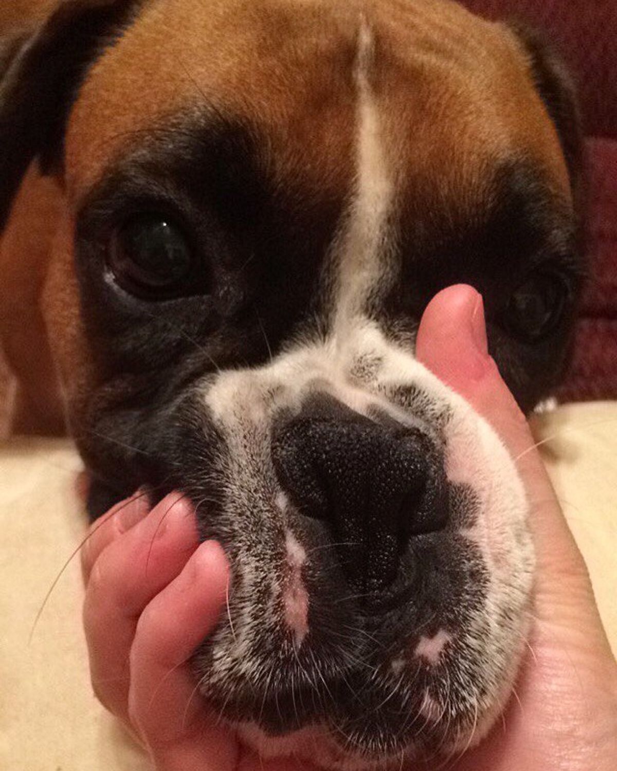 13 Of The Squishest-Faced Dogs You'll Ever See