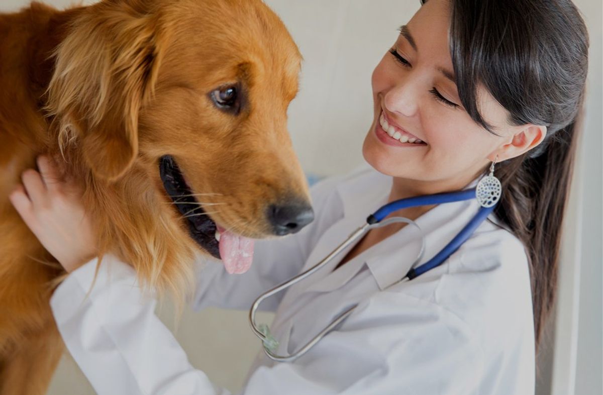 5 Things To Expect When Working In A Vet's Office