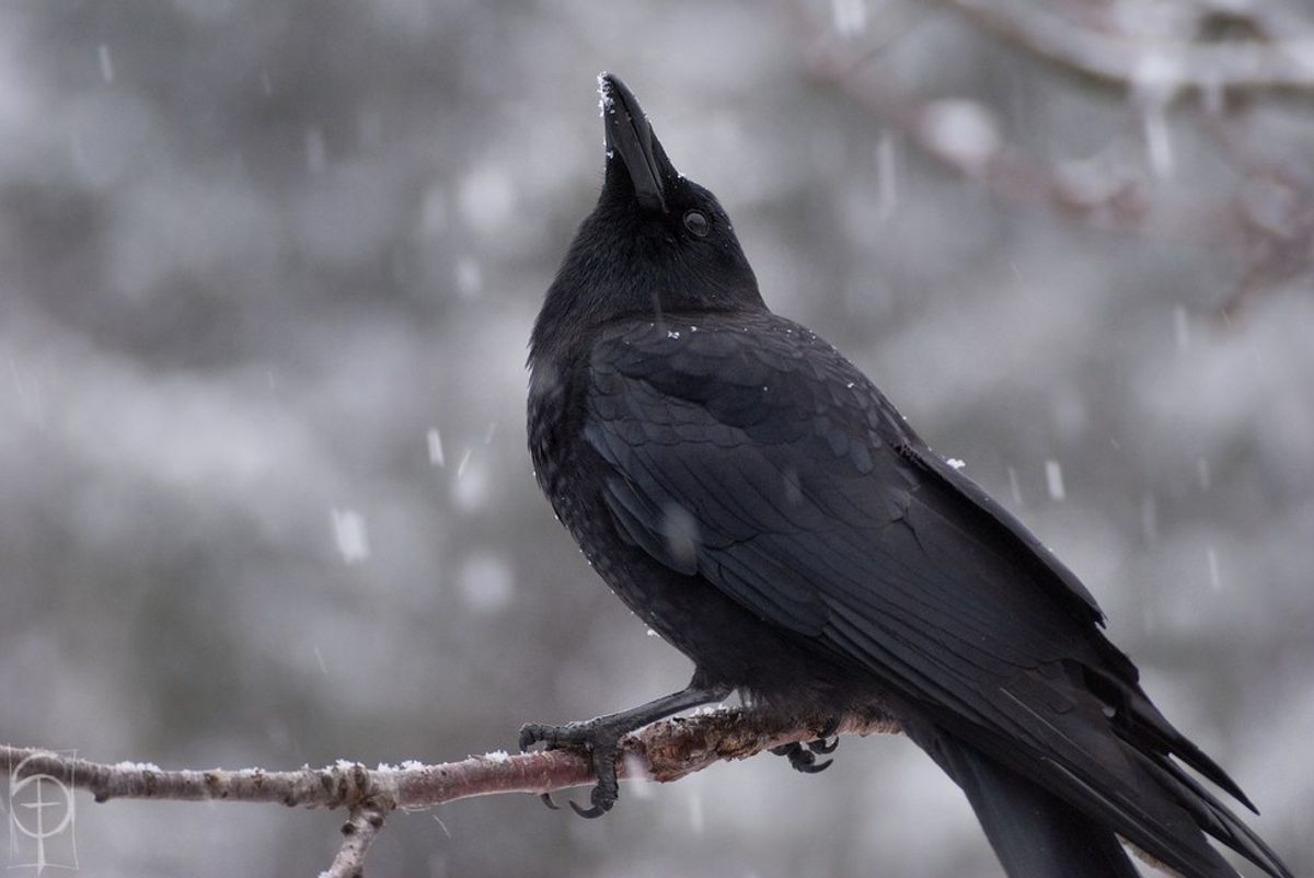 Murder Most Foul: Why Crows Are Underrated