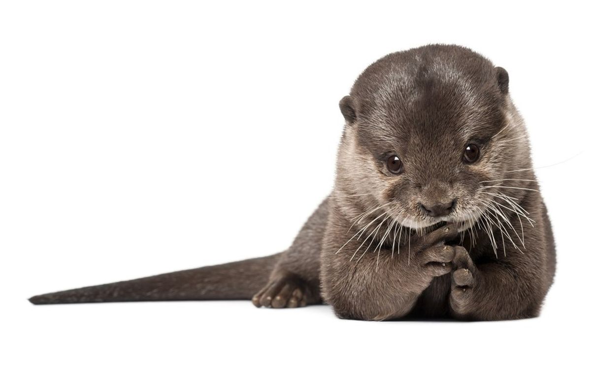10 Times Otters Were Better Than Humans At Everything