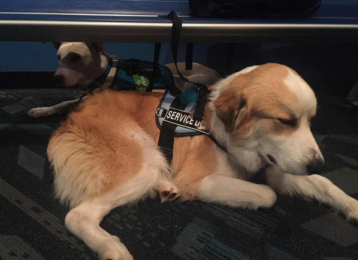 Service Dogs For Anxiety: Harmful or Helpful?