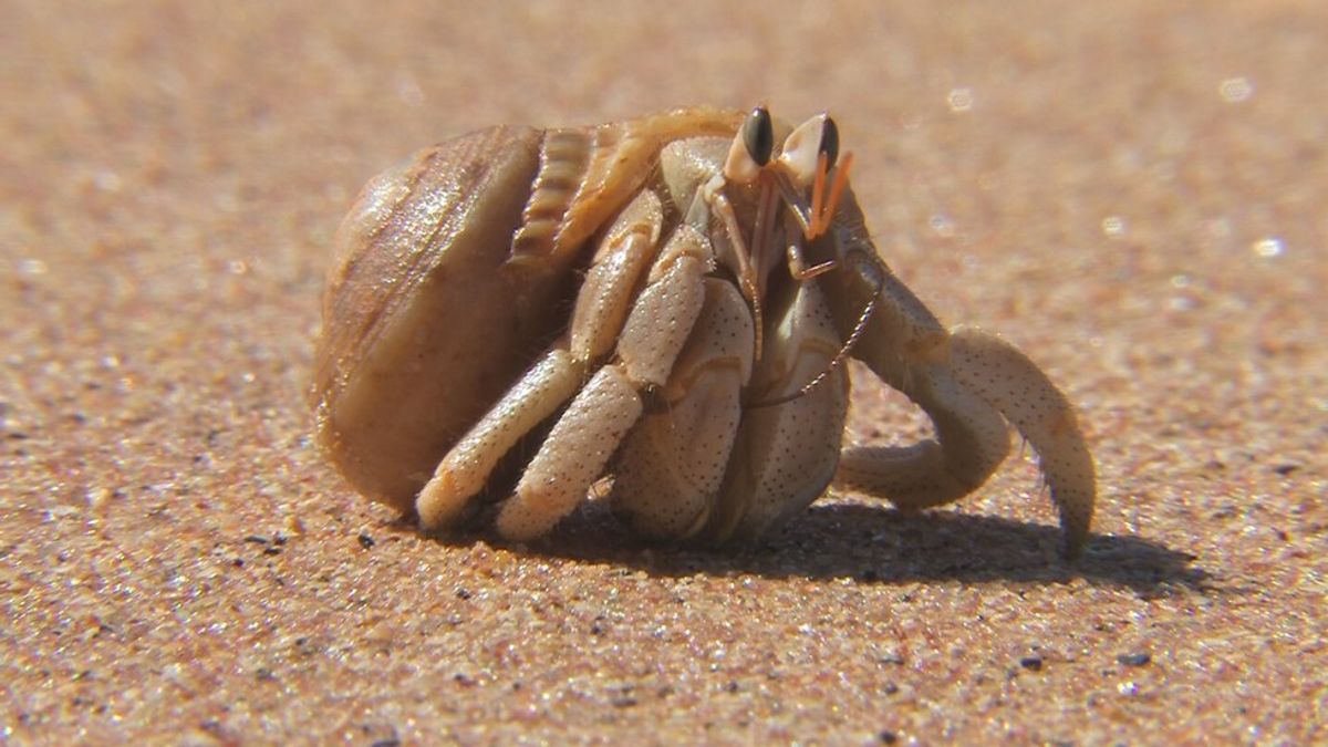 Everything You Know About The Hermit Crab Is Wrong