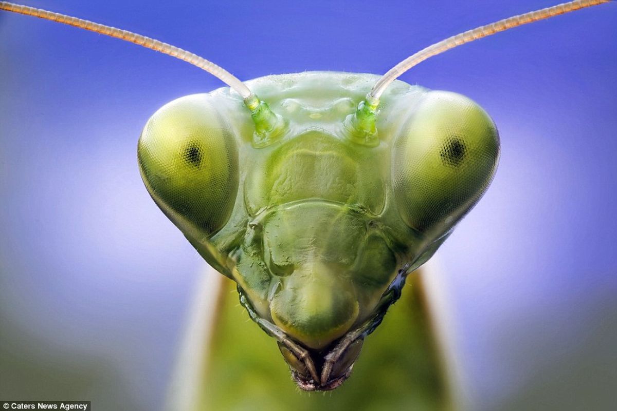 Insect Reflection
