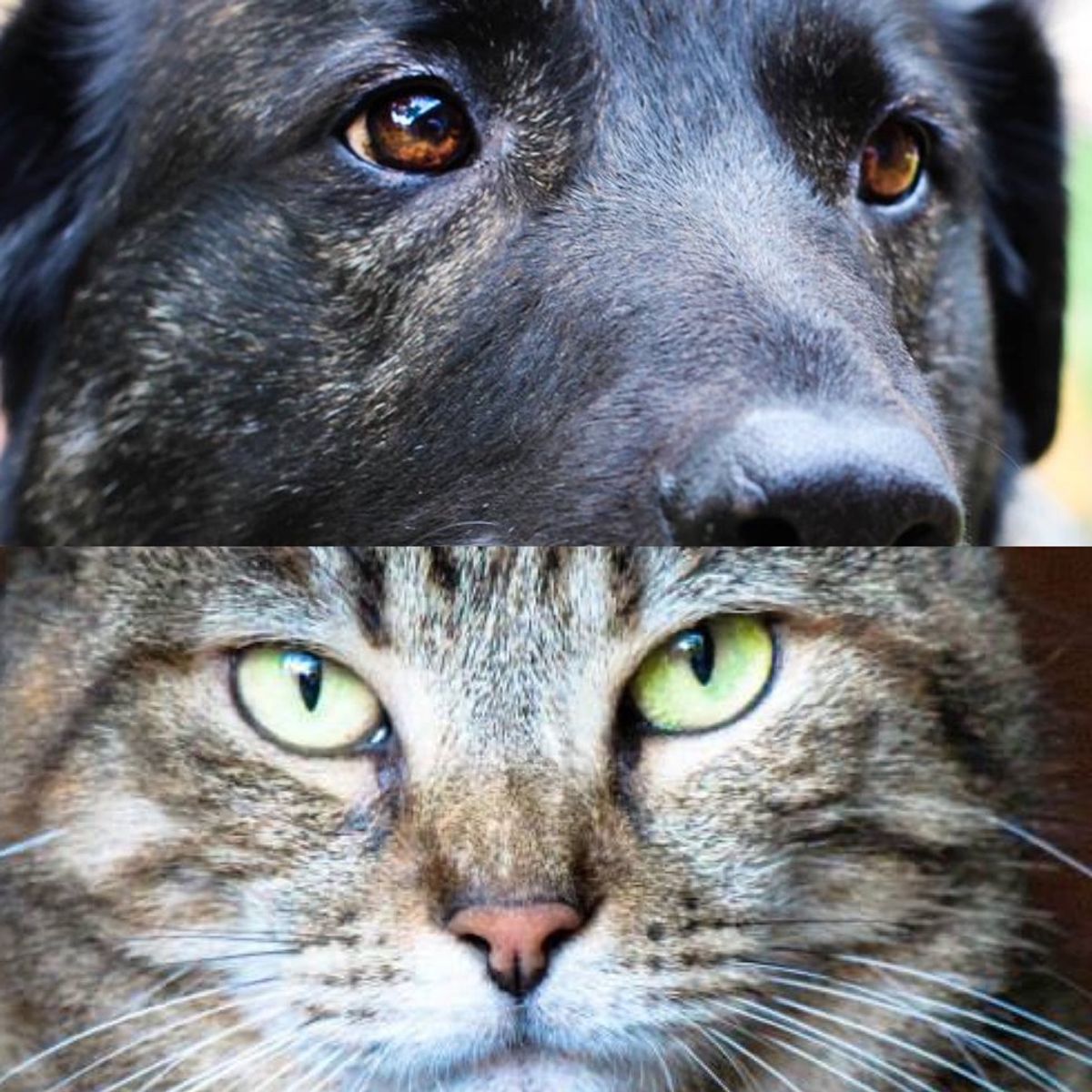 The Universal Debate Of Cats Versus Dogs