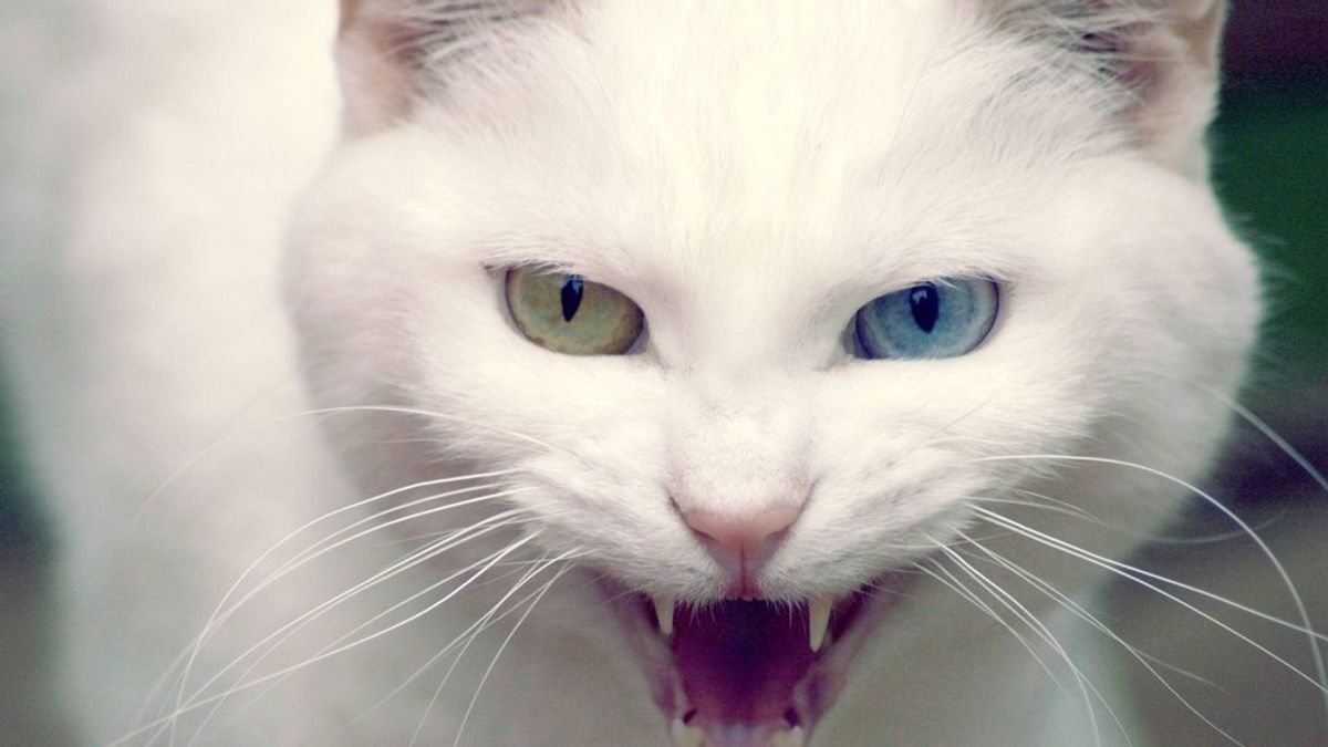 11 Reasons Why You Shouldn't Have A Cat