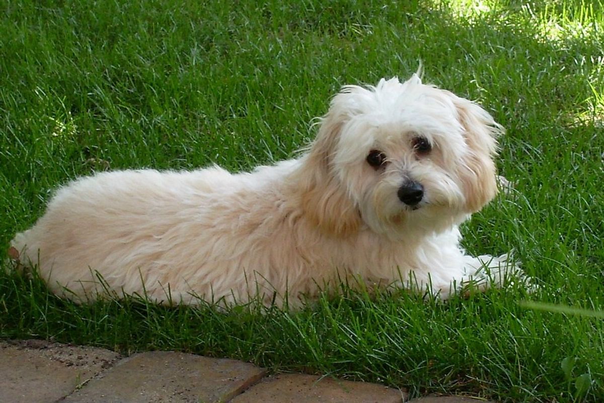 5 Pics That Prove Cavachons Are The Cutest Dogs on Earth!