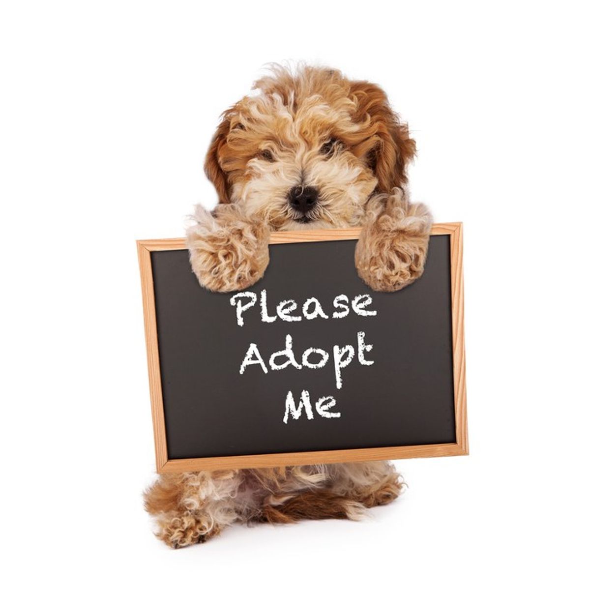 3 Reasons Why You Should Consider Adopting Your Next Dog