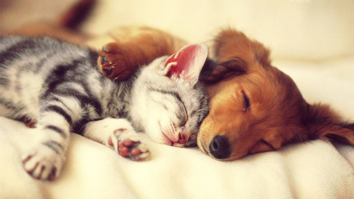 9 Signs You're An Animal Lover