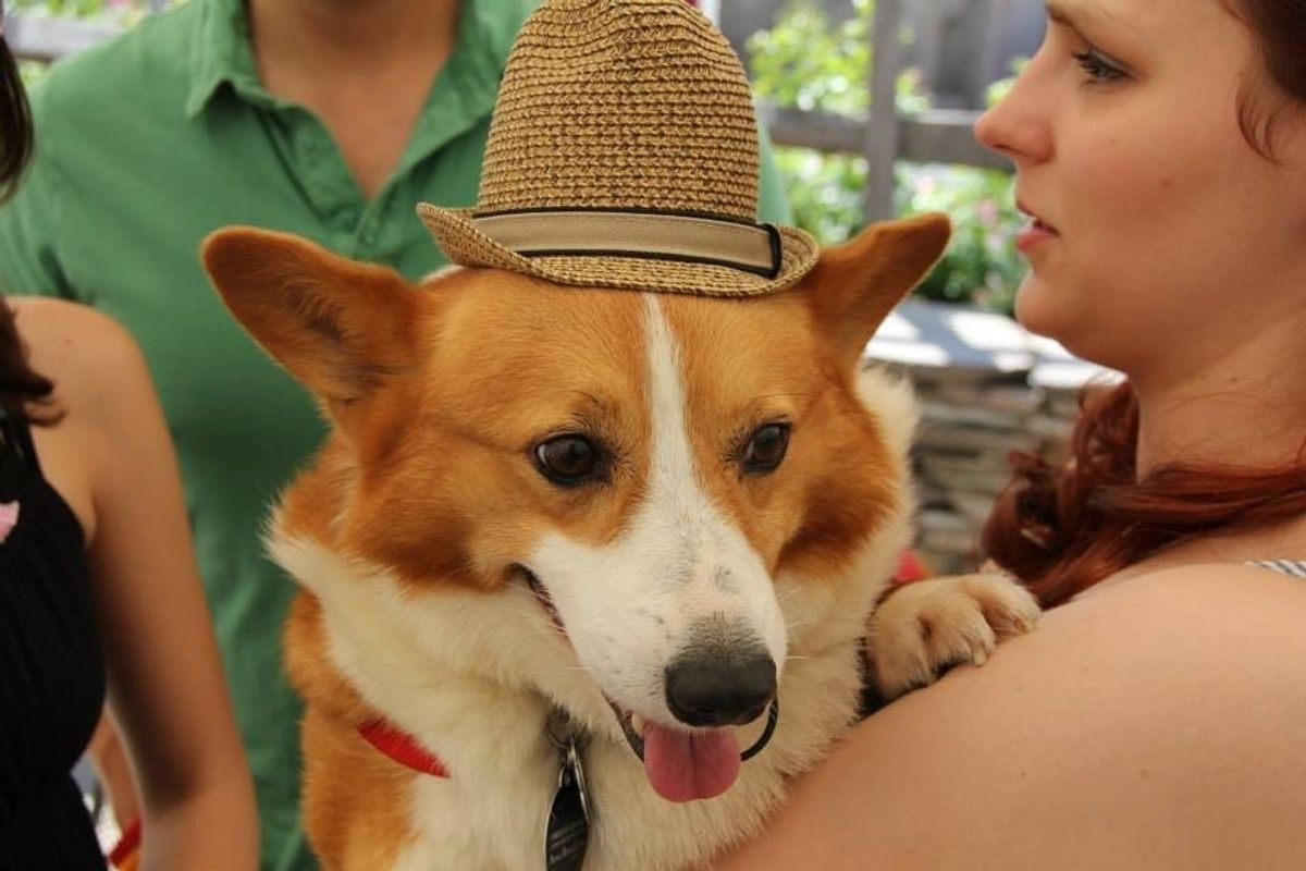 7 Dogs Wearing Hats You Need To See Before You Die