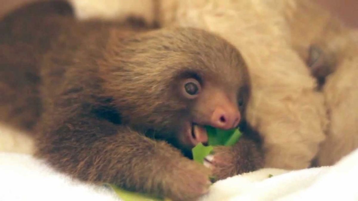 12 Reasons You Should Love Sloths