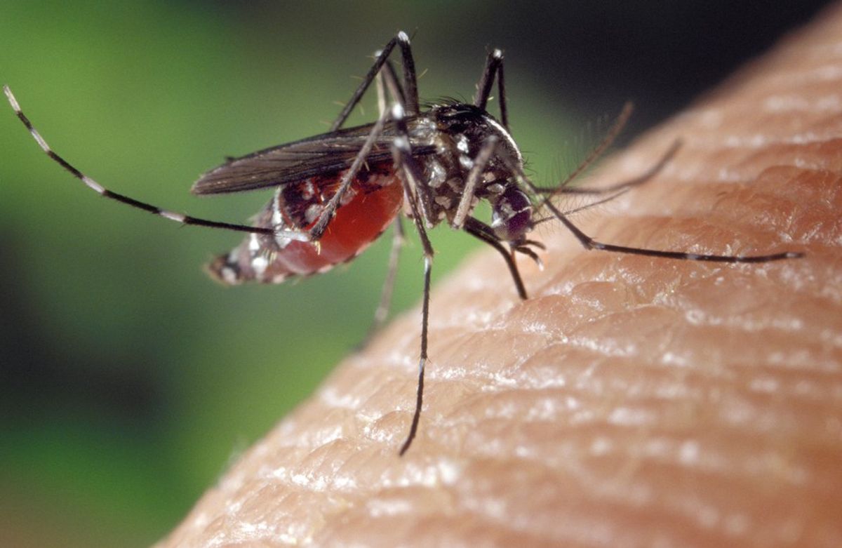 The Questions Surrounding the Zika Virus
