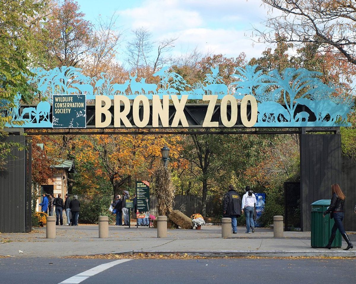 Have You Been To The Bronx Zoo Yet?