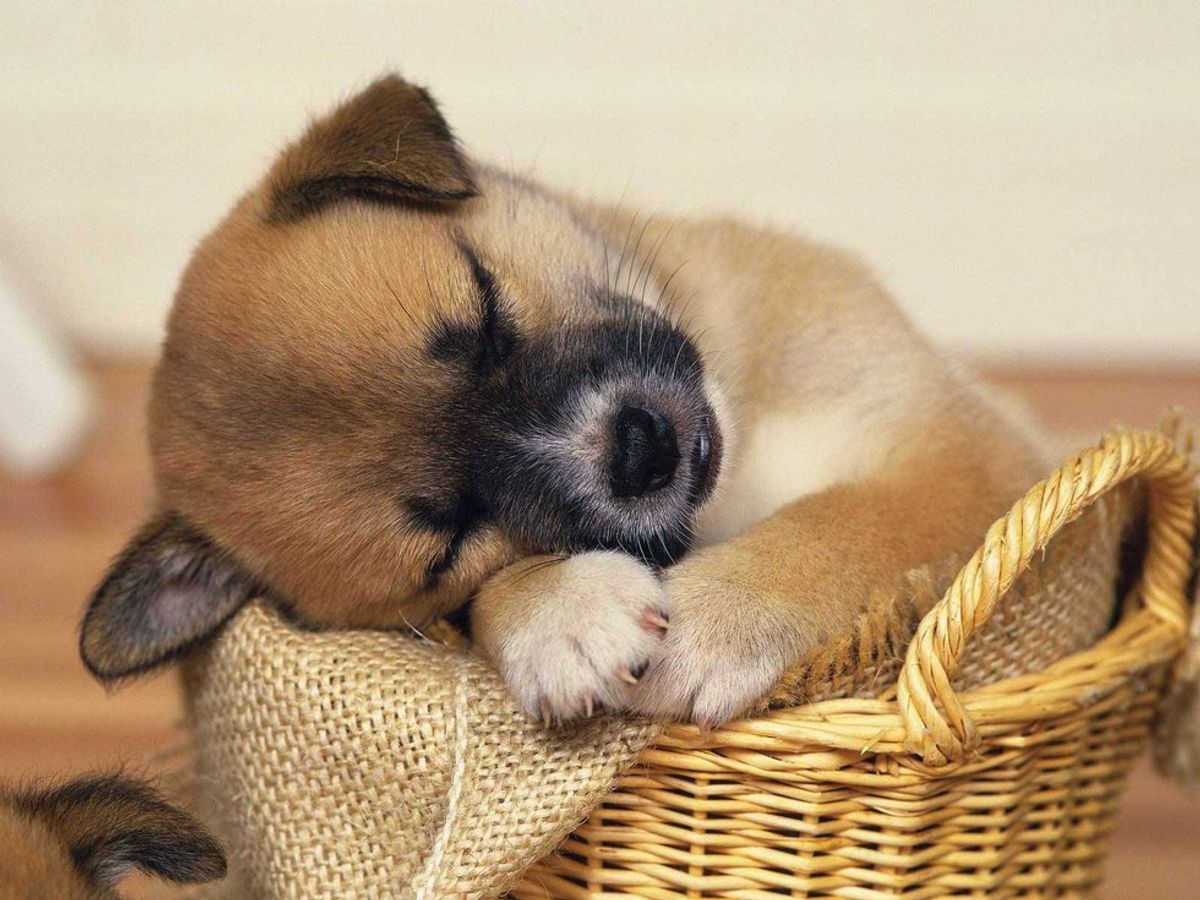 10 Tired Dogs That Perfectly Describe Your Inner Sleepyhead