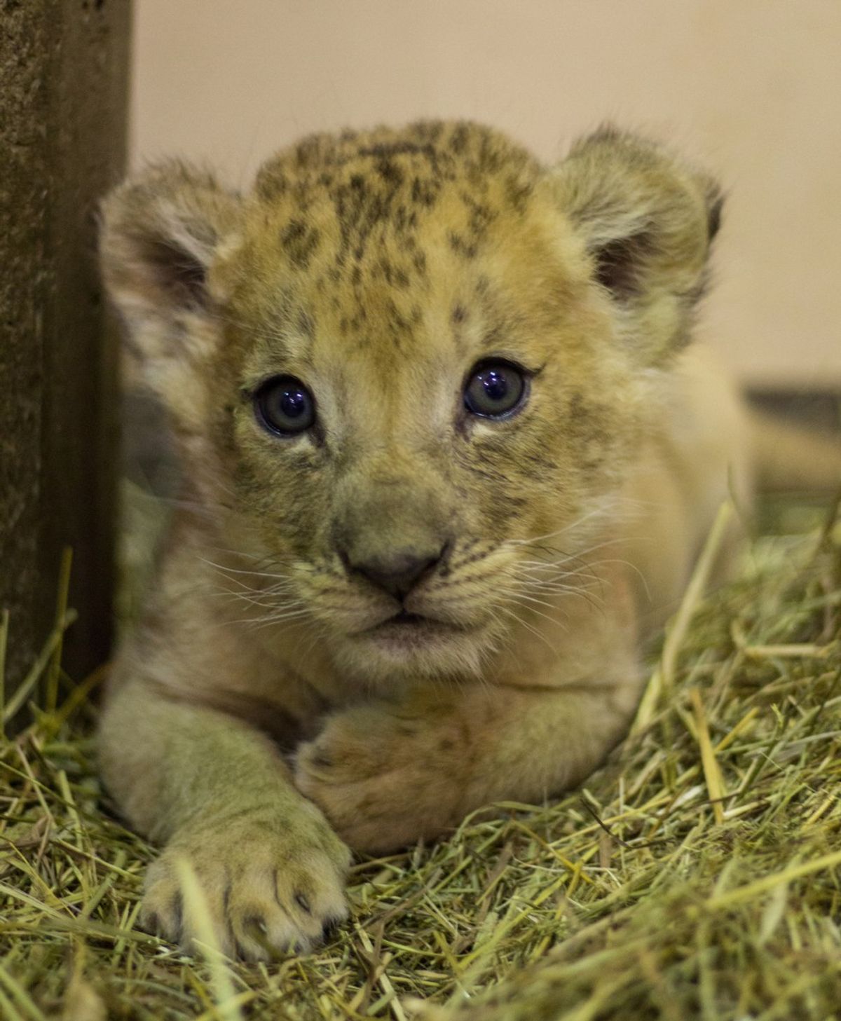 Tobias The Lion Cub Will Make You Say "Awe!"