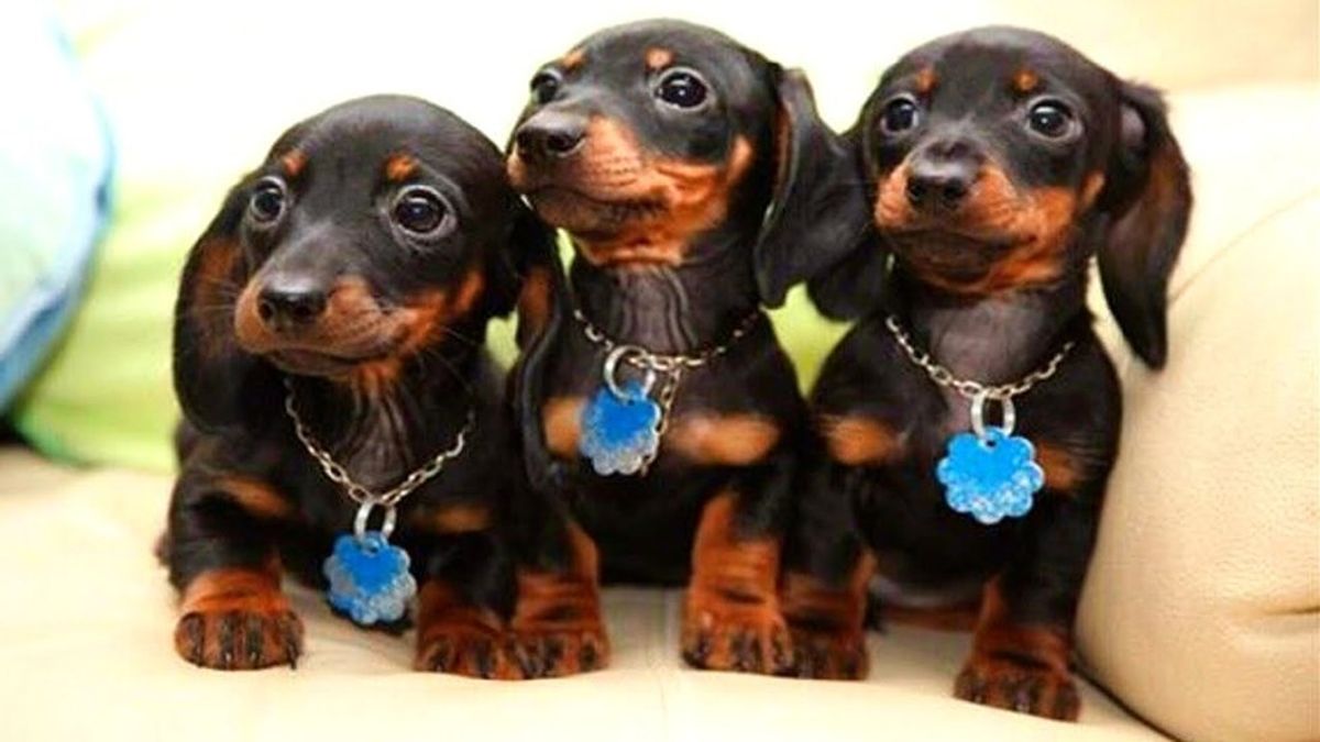 8 Reasons Wiener Dogs are the Best Dogs