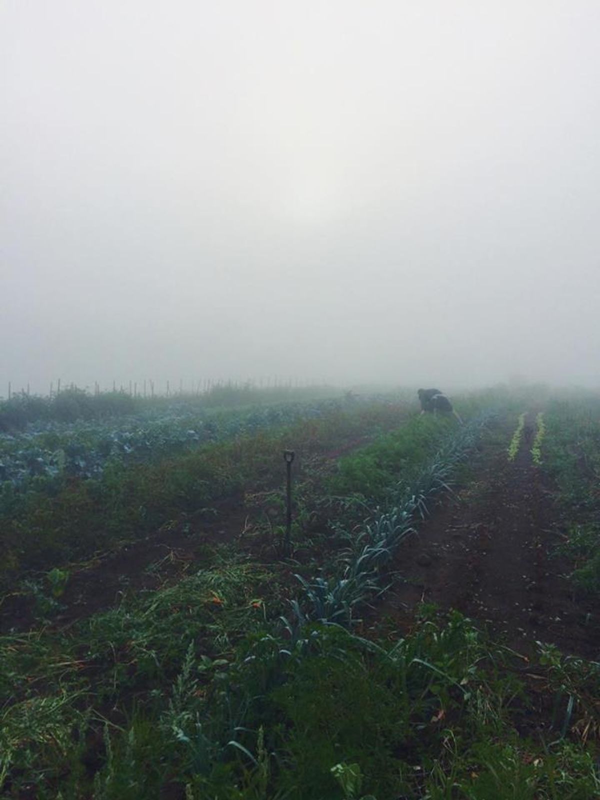 5 Things I Learned from Working On An Organic Farm