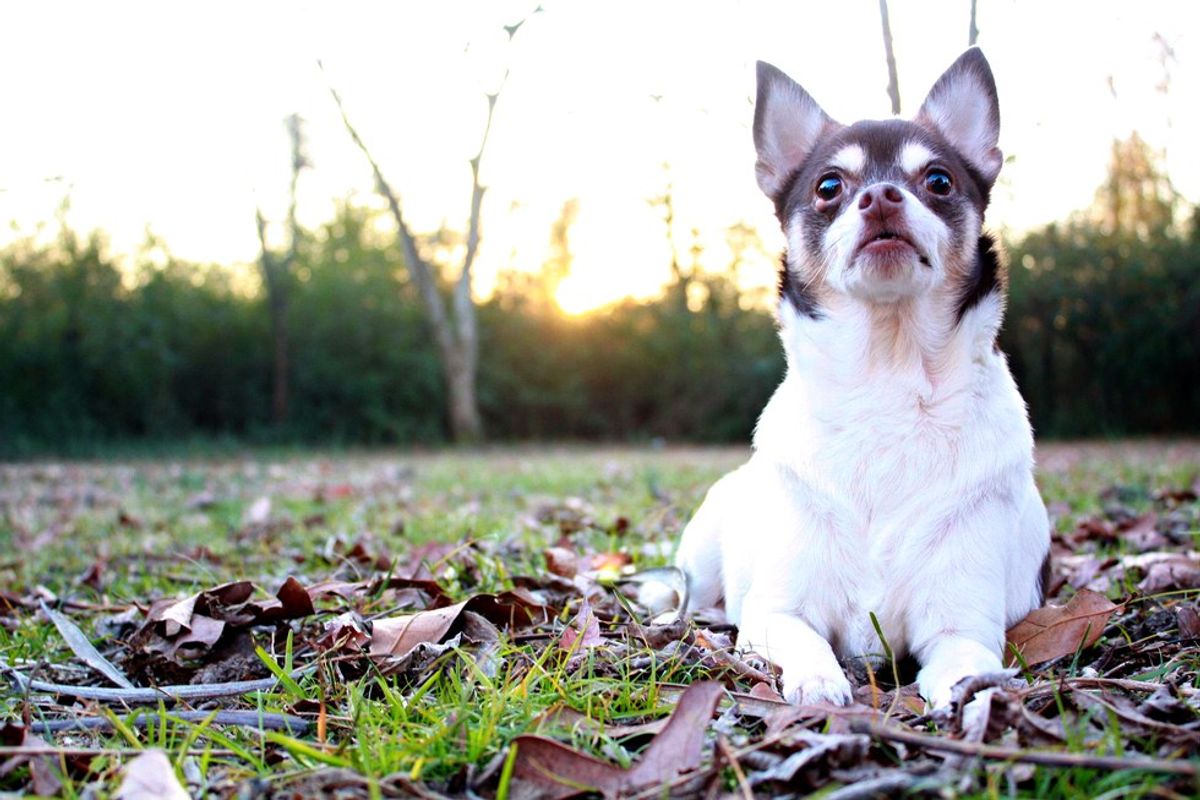8 Reasons Why Dogs Are Basically The Best Animals To Roam The Planet