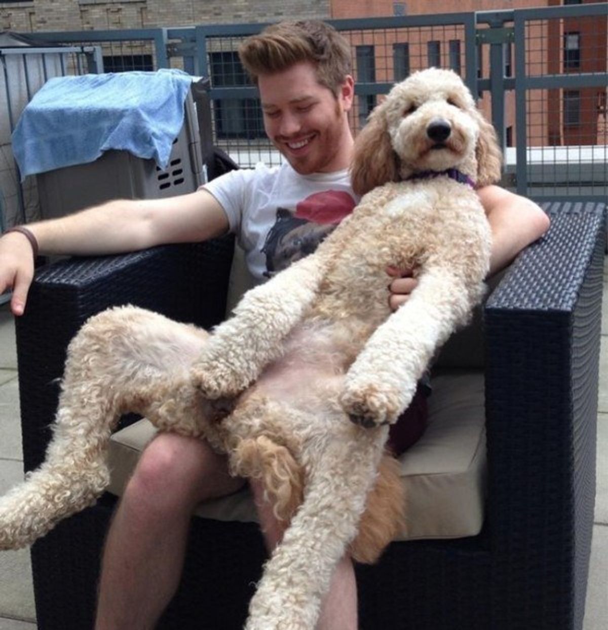 15 Things All People With Large Dogs Know To Be True