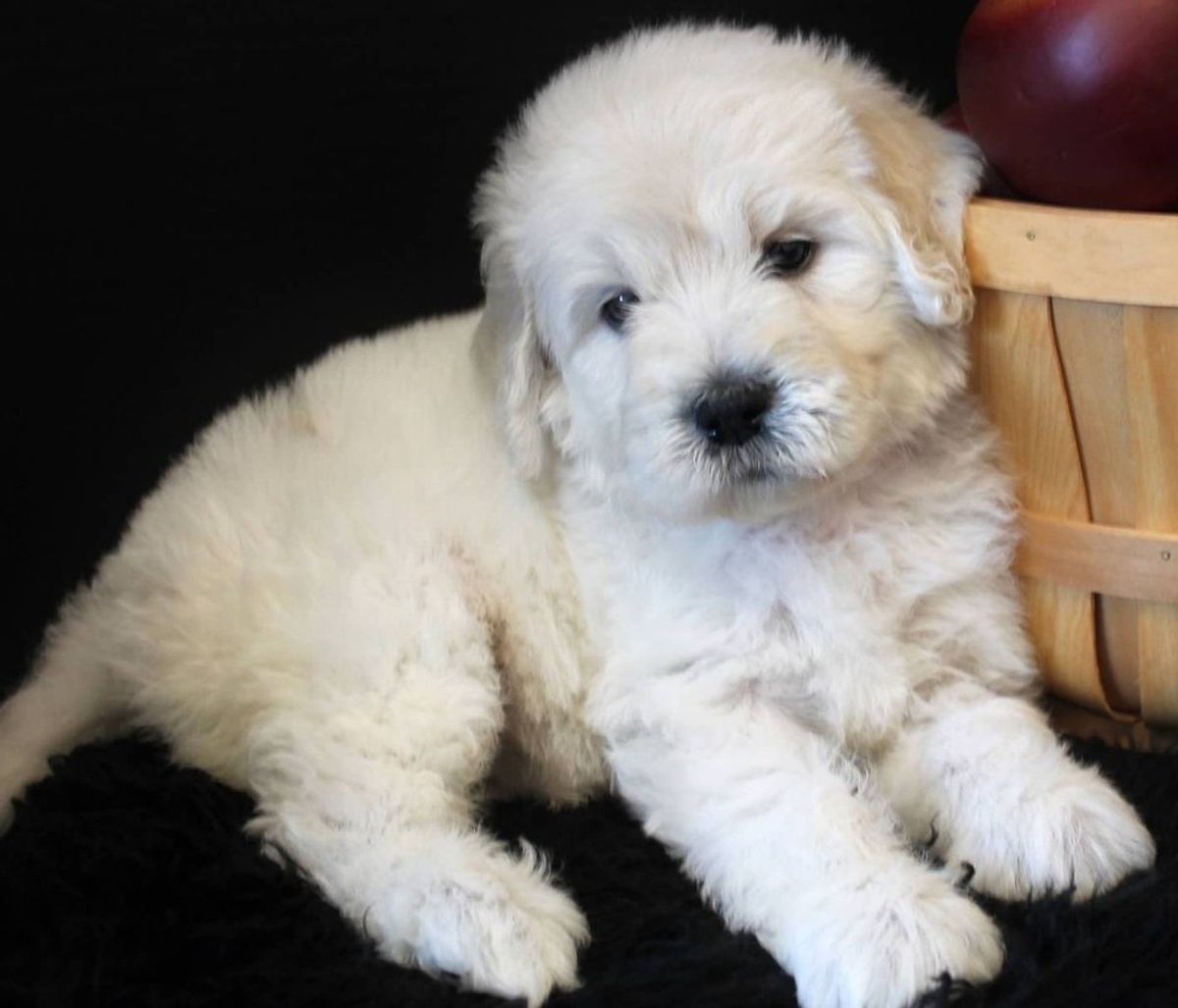11 Of The Cutest Mixed Breed Puppies