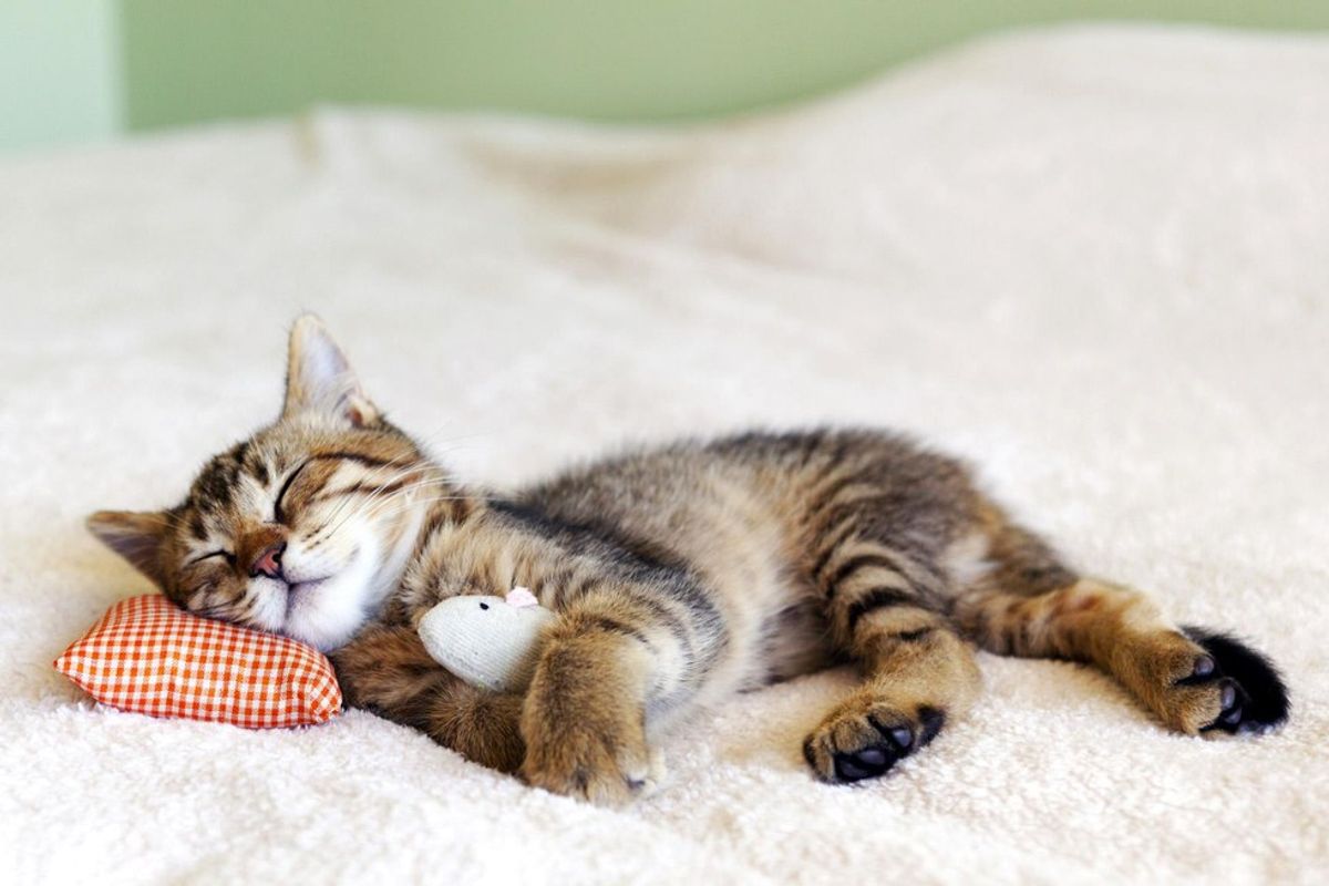 7 Reasons Why Cats Are Actually The Perfect Spirit Animals