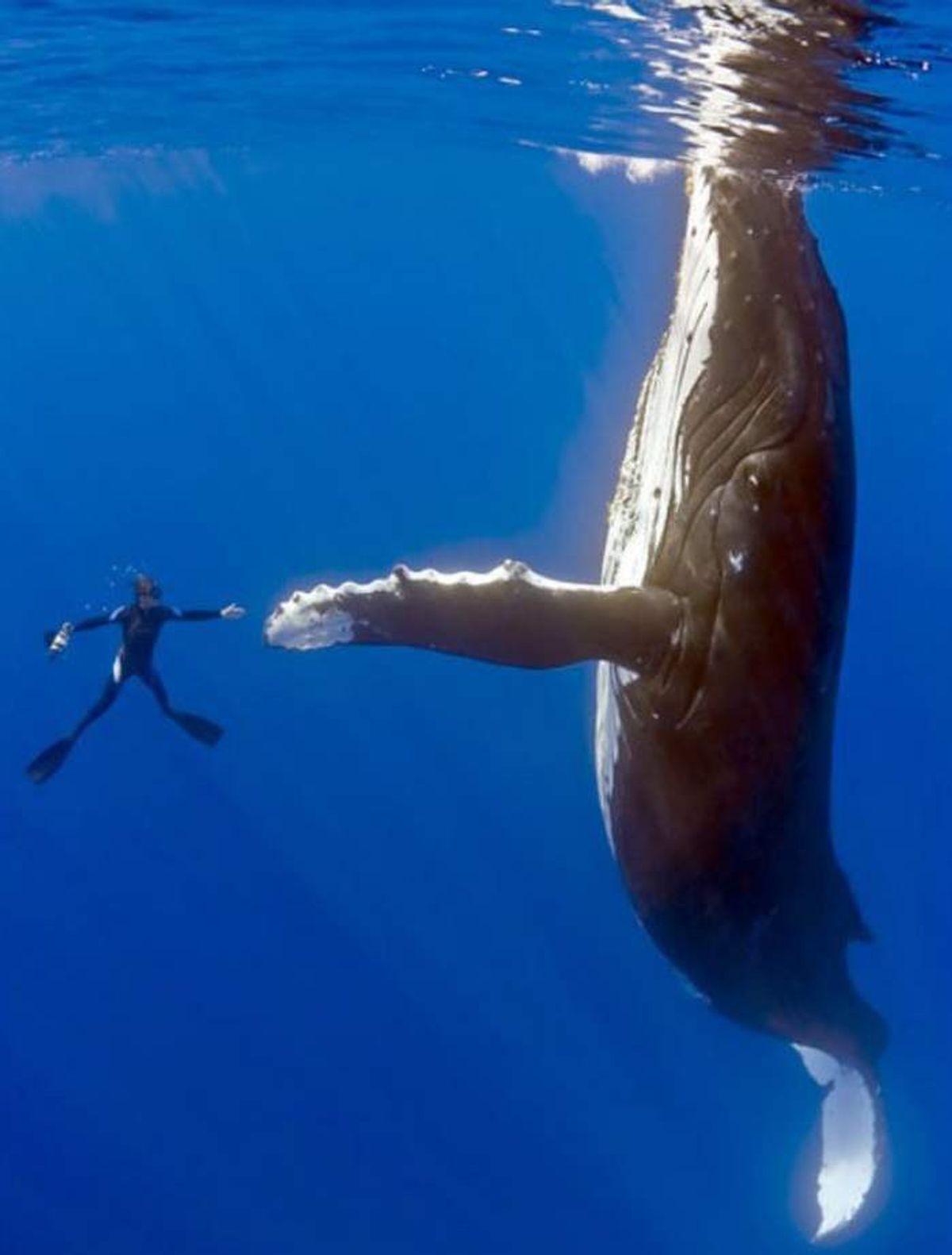 I'm Done With Humans- 6 Reasons Why I Want To Be A Humpback Whale