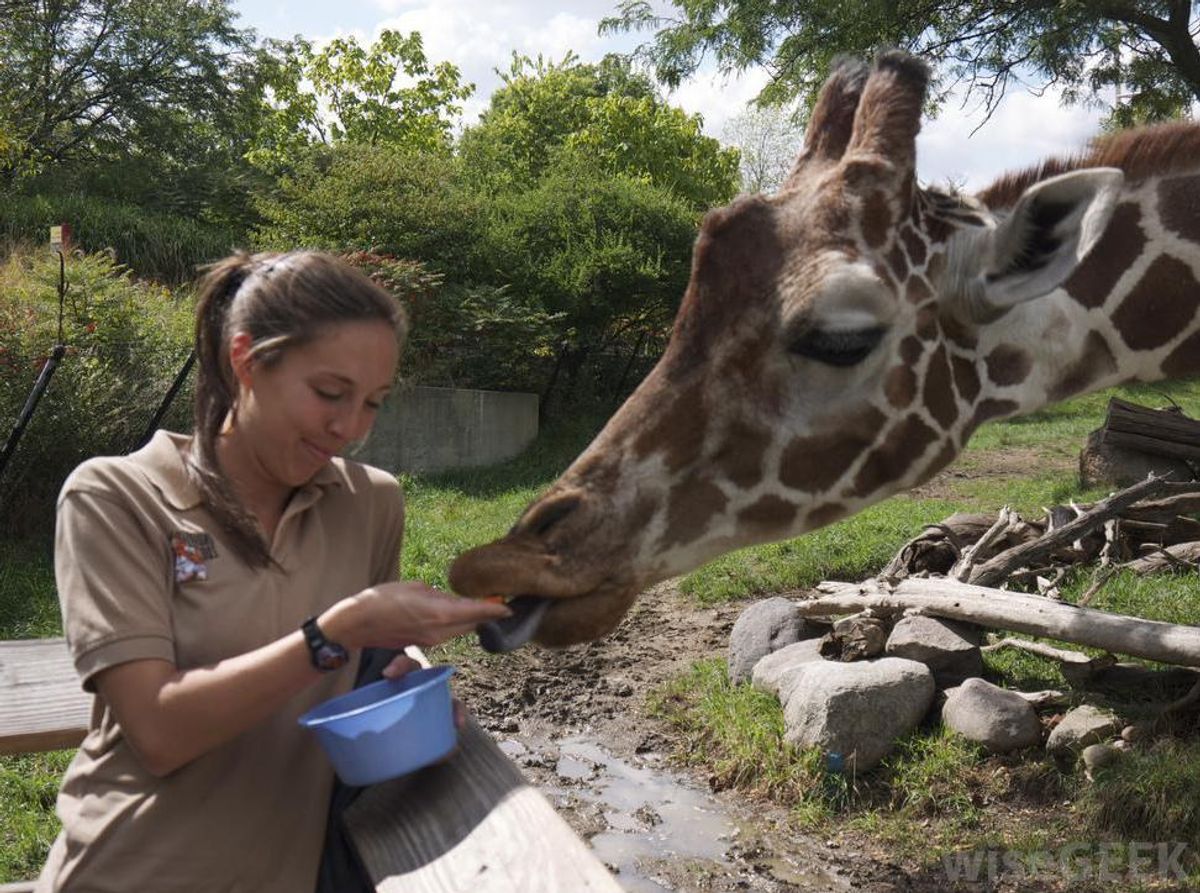9 Important Life Skills Every Zookeeper Has Mastered