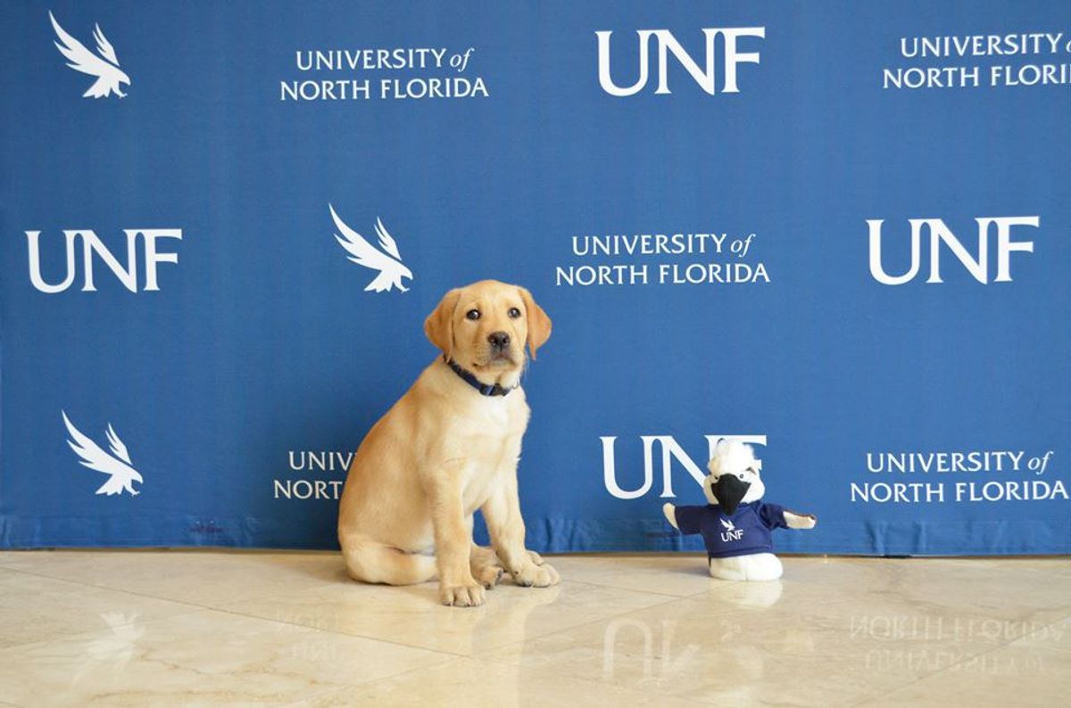 15 Puppies That Describe Life At UNF