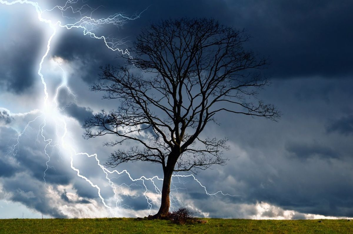 "Storms Make Trees Take Deeper Roots"