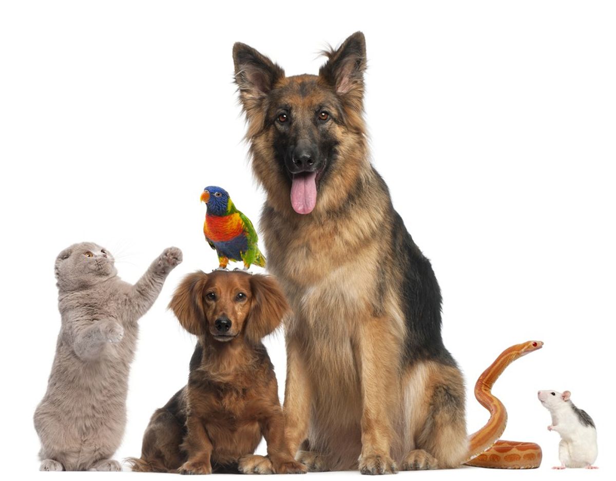 3 Things That Growing Up With 7 Pets Has Taught Me