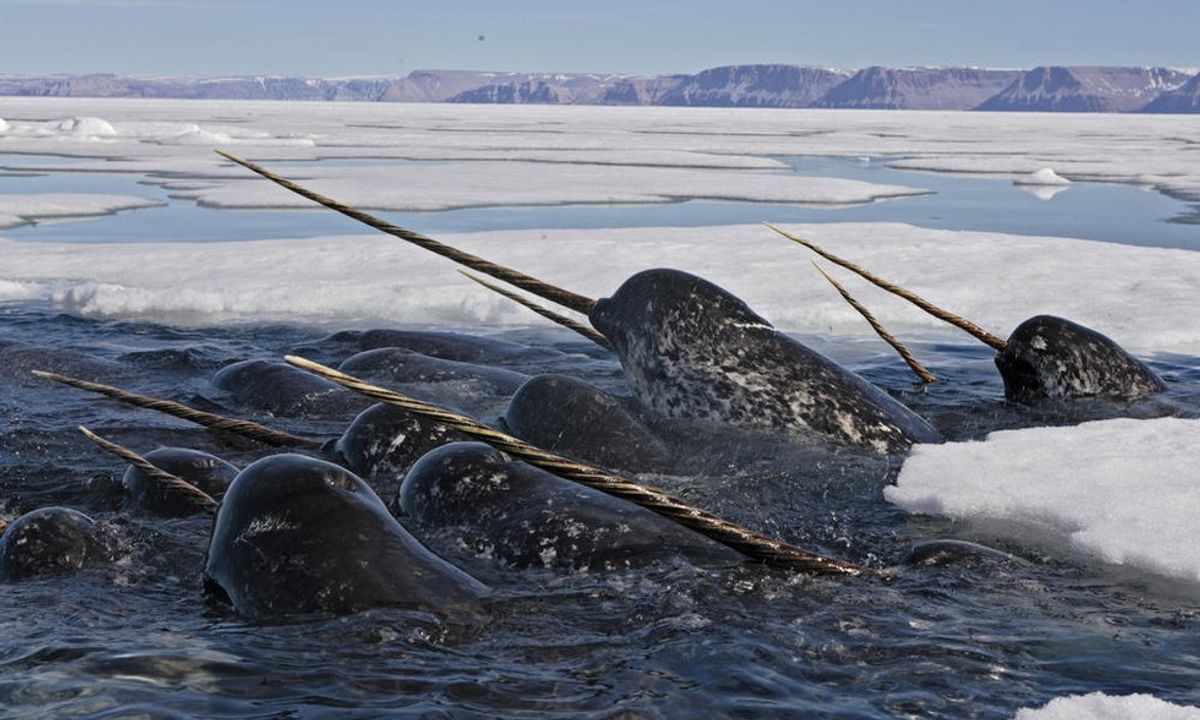 Narwhals: Fact Or Fiction?
