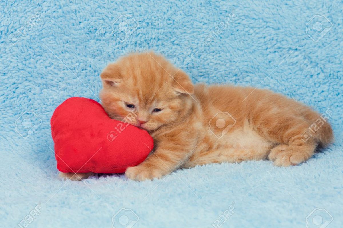 10 Ways Cats Remind Us Of Relationships