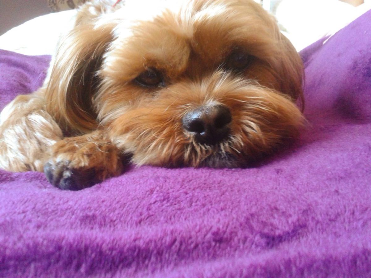 5 Reasons Why Dogs Make The Best Pets