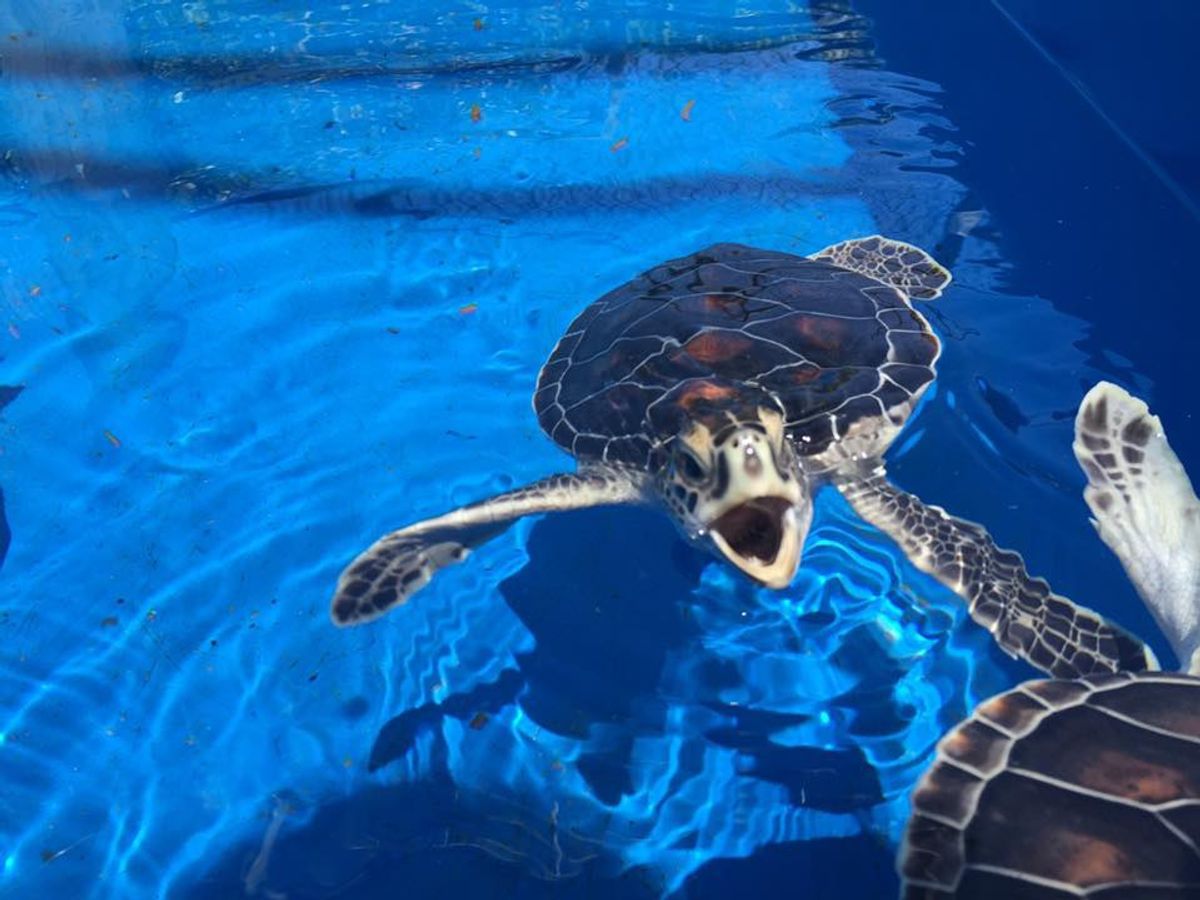 What You Can See At The Loggerhead Marinelife Center