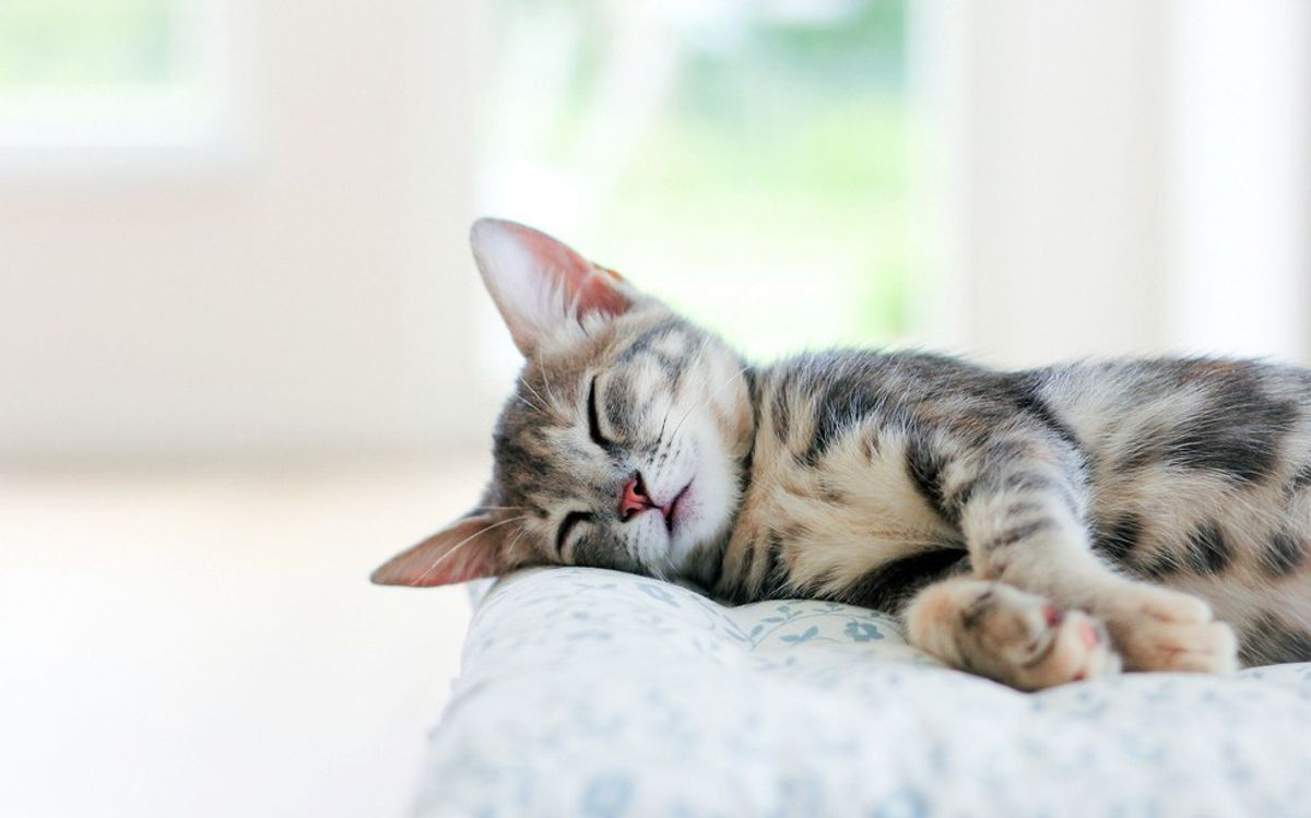 6 Reasons You Should Take A Nap Right Now