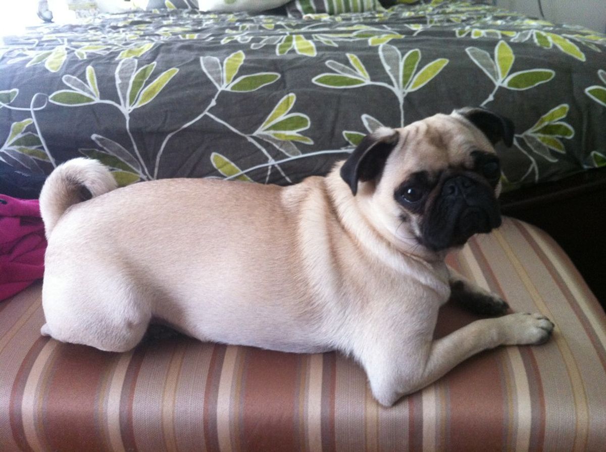 20 Reasons Why Pugs Are The Best