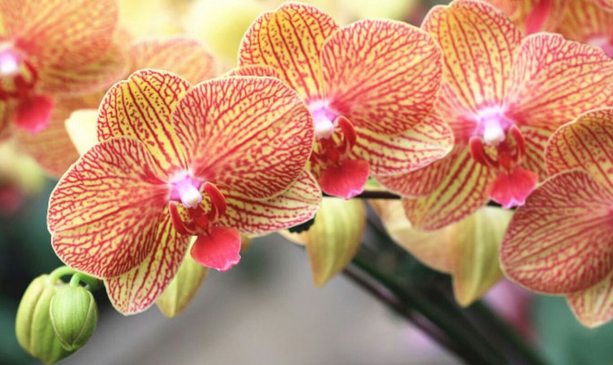 How To Take Care Of An Orchid