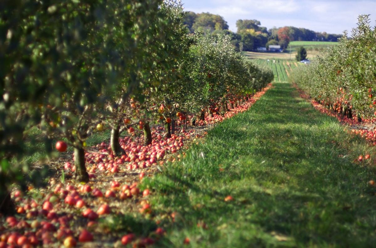 Best Places To Go Apple Picking