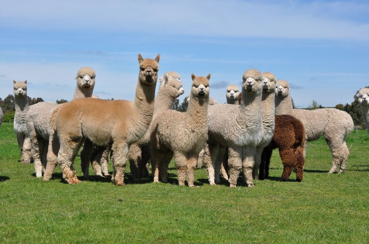 11 Alpaca Pictures That Summarize Life As A College Student