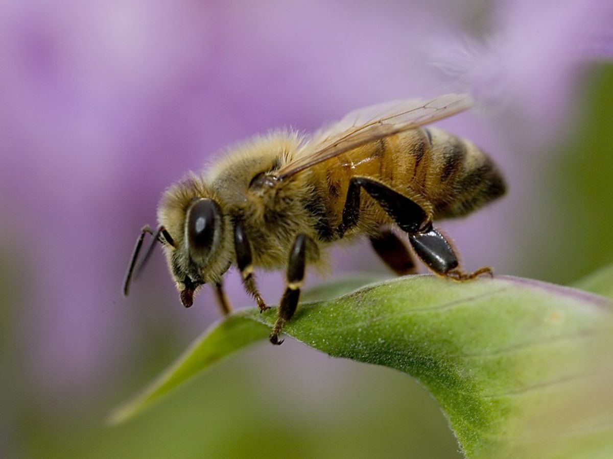 How A Bee Helped Me Grow