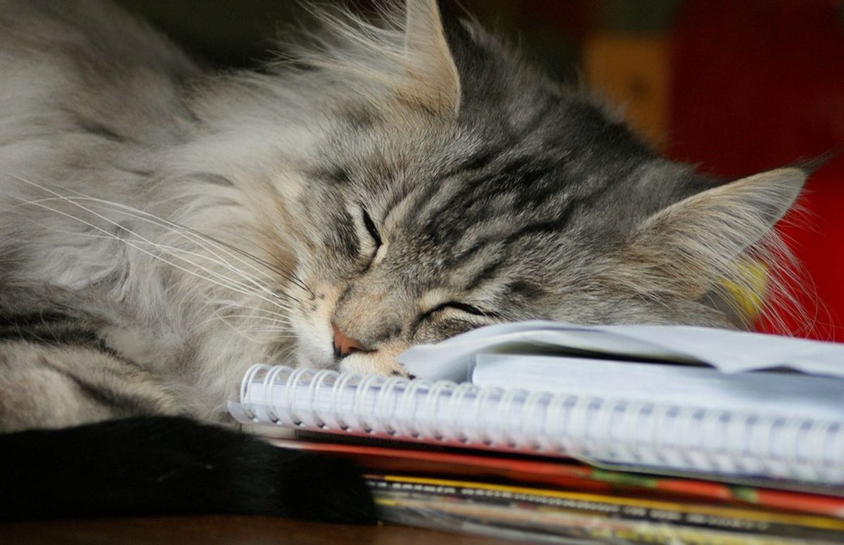 11 Things You'd Rather Do Than Your Homework
