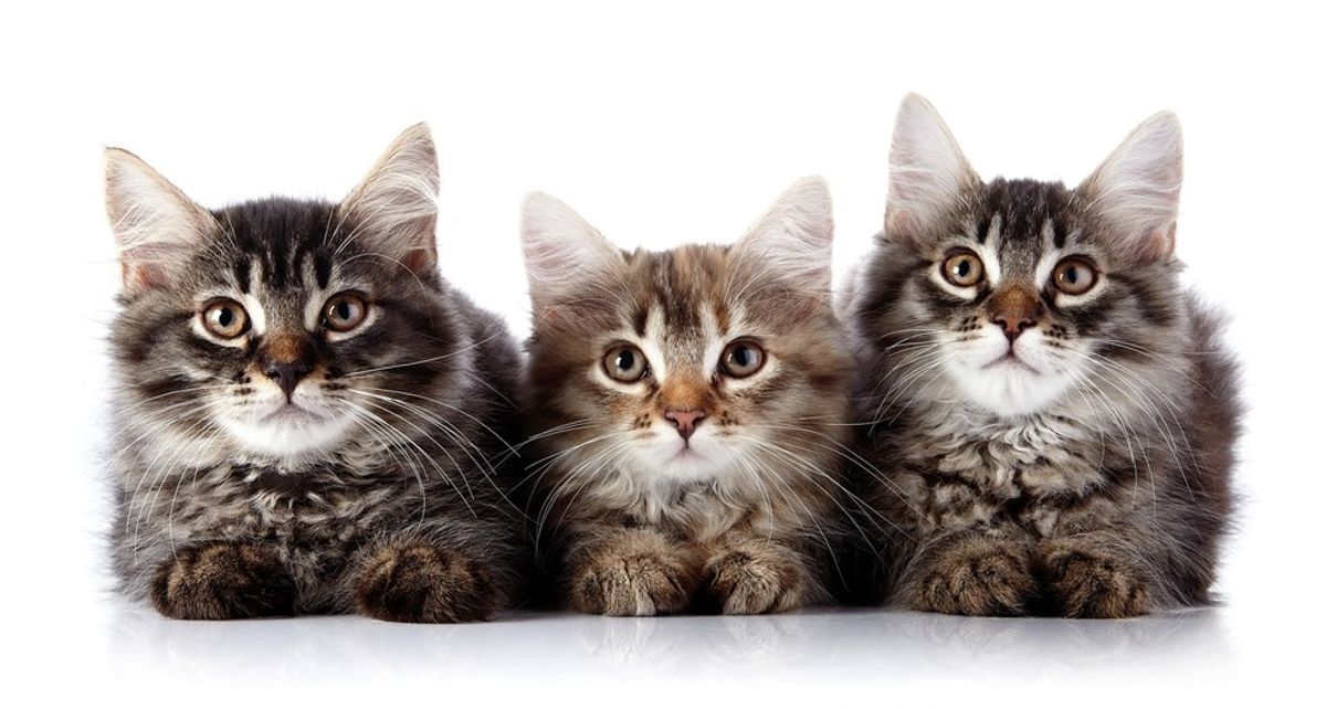 How I Ended Up With Four Cats At Age 20