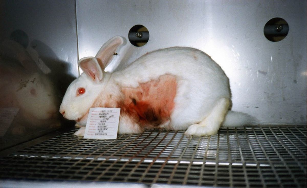 Say No To Animal Testing By Purchasing These Makeup Brands