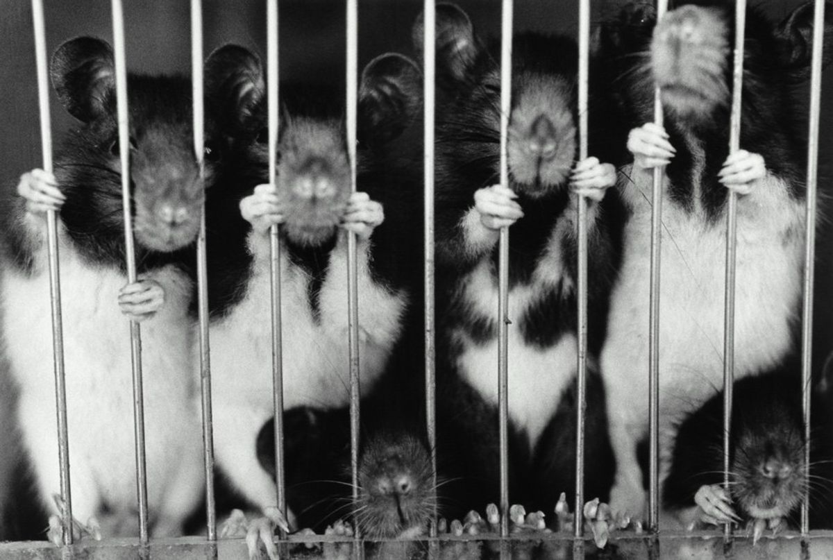 Animal Testing Needs To Stop