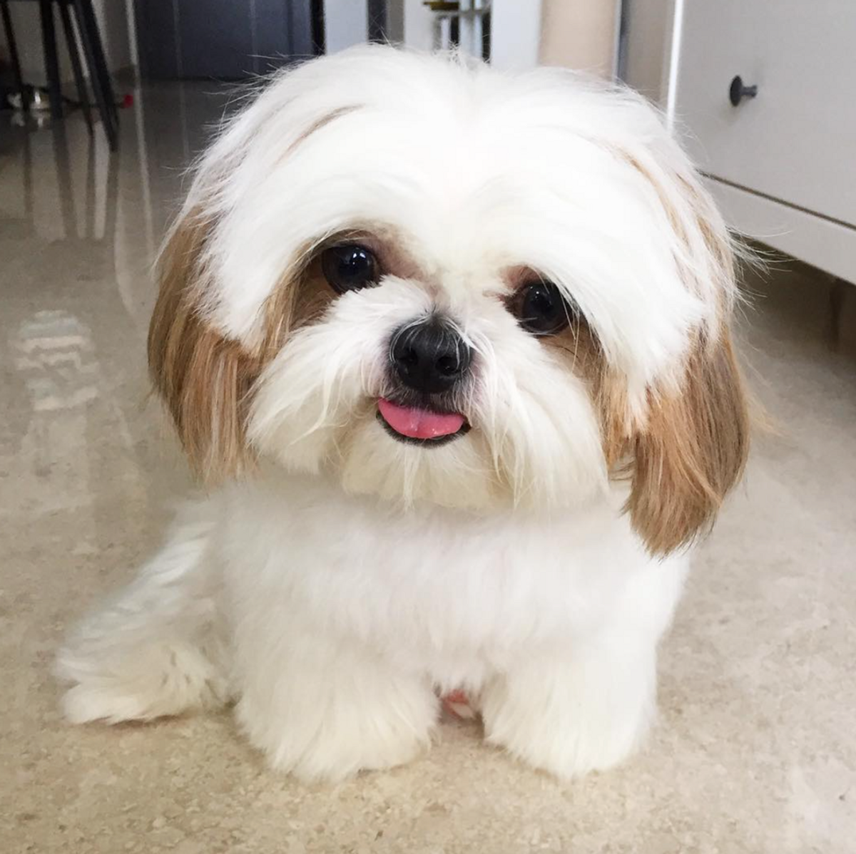 15 Dogs You Must Follow On Instagram