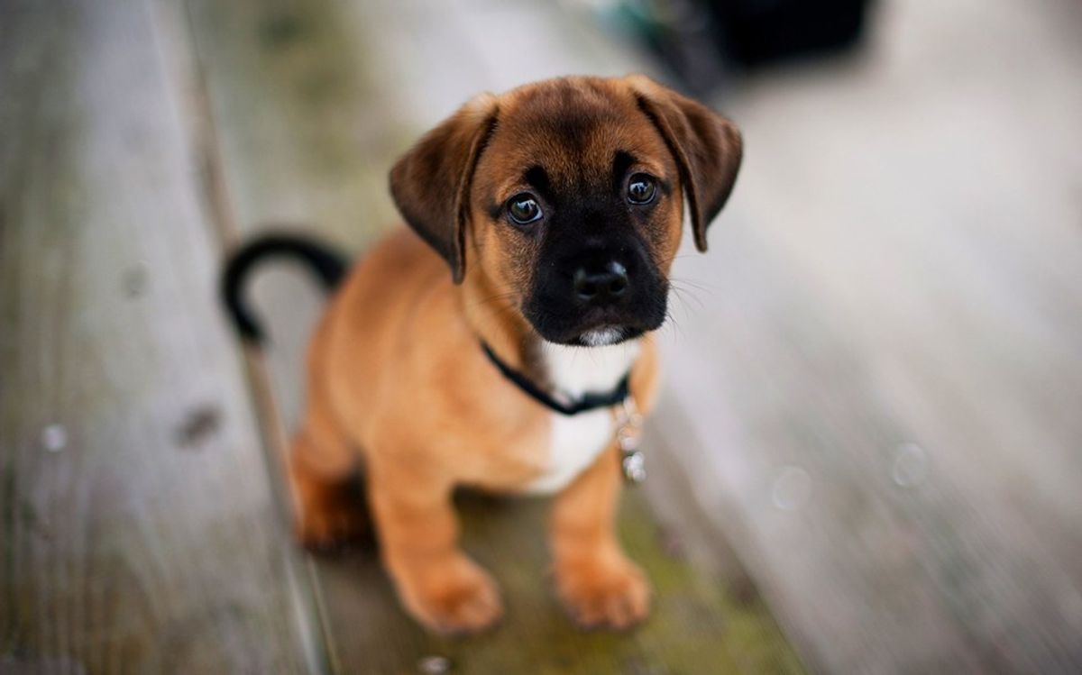 10 Reasons Why My Mom Should Let Me Have Another Dog