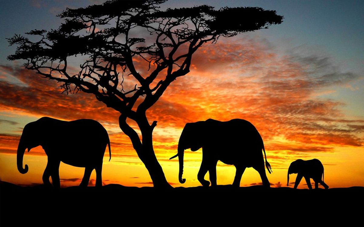 12 Reasons Why Elephants Are Amazing Animals