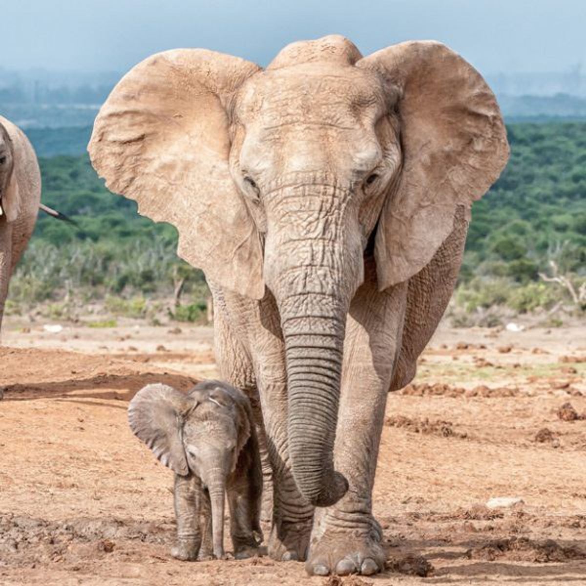Ivory Vs. The Right To Live